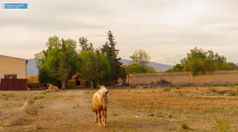Murcia - Fuente Álamo de Murcia - 11000m2