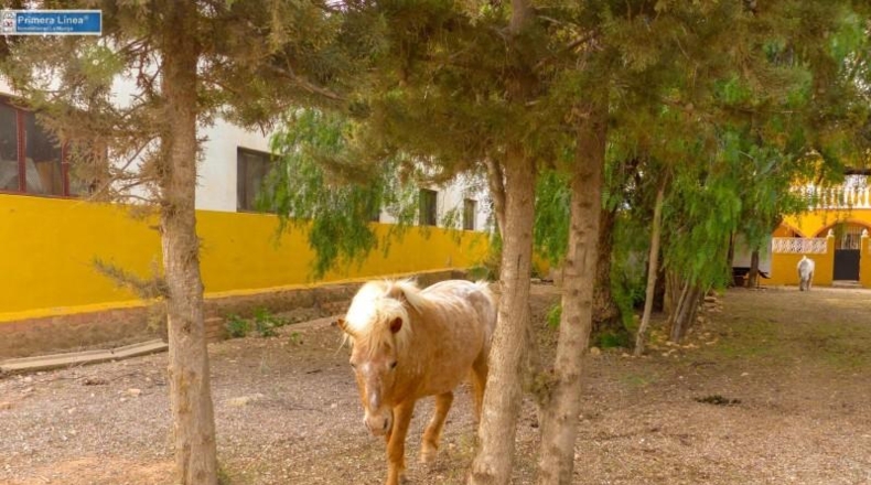 Murcia - Fuente Álamo de Murcia - 11000m2