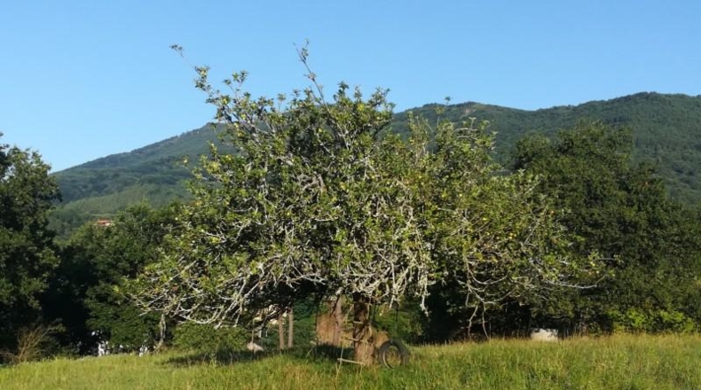 Guipúzcoa - Fuenterrabía - 15723m2