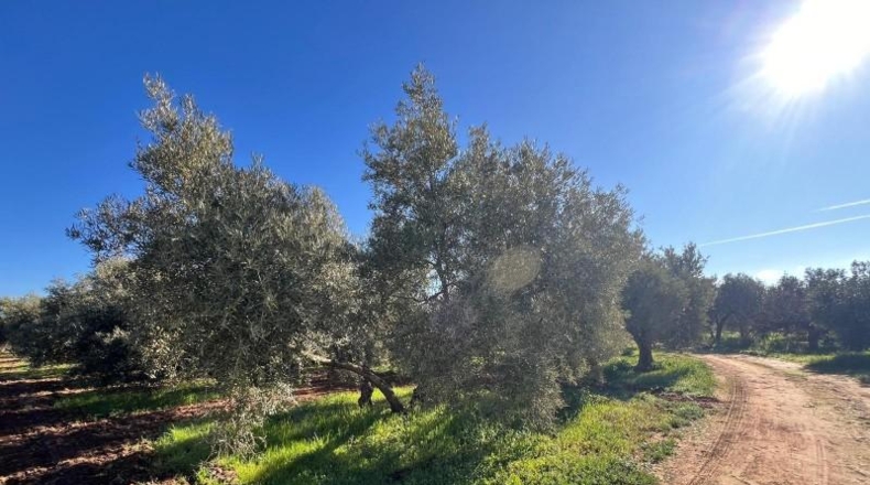 Málaga - Antequera - 71708m2