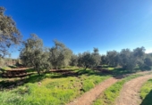 Casa de camp amb terreny en venda a la España, Antequera, ref.: TR282874 foto