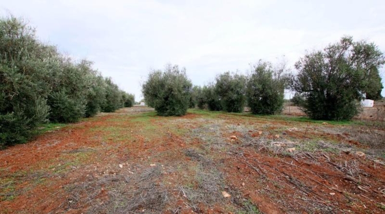 Badajoz - Olivenza - 5500m2