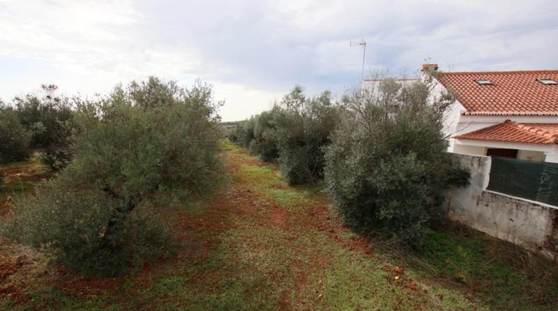 Badajoz - Olivenza - 5500m2