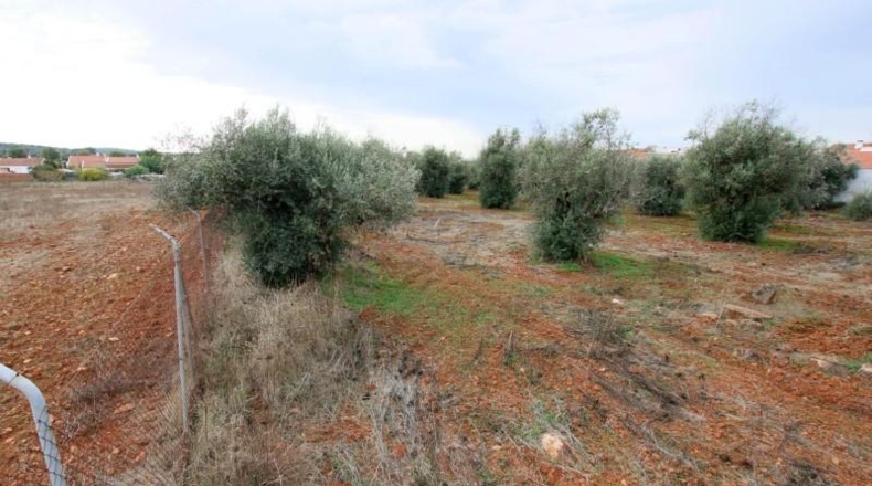 Badajoz - Olivenza - 5500m2