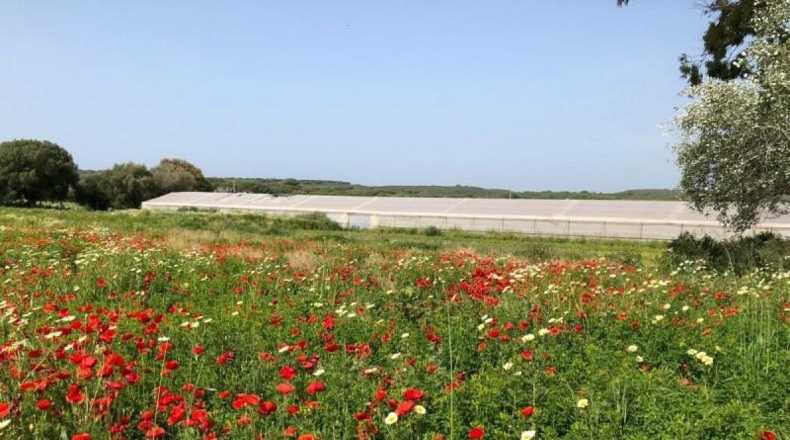 Cádiz - Barbate - 8000m2