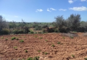 Terreny no urbanitzable en venda a la España, ses Salines, ref.: TR115435 foto