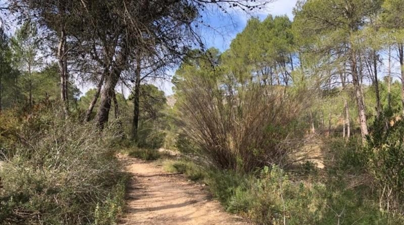 Valencia - Ollería - 212842m2