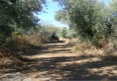 Land suitable for development for sale on España, Pinos Genil, ref: TR228127 photo