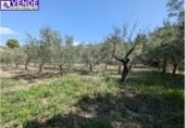 Casa de camp amb terreny en venda a la España, Petrer, ref.: TR170162 foto