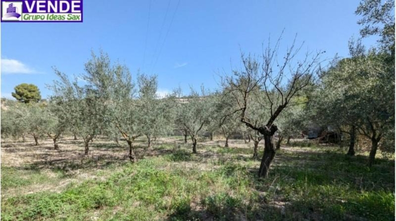 Alicante - Petrer - 8000m2