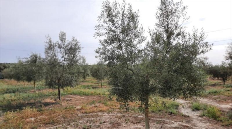 Córdoba - Lucena - 30000m2