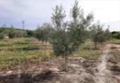 Terreno no urbanizable en venta en la España, Lucena, ref: TR194528 foto