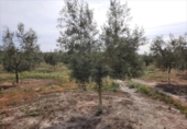 Terreno no urbanizable en venta en la España, Lucena, ref: TR194528 foto