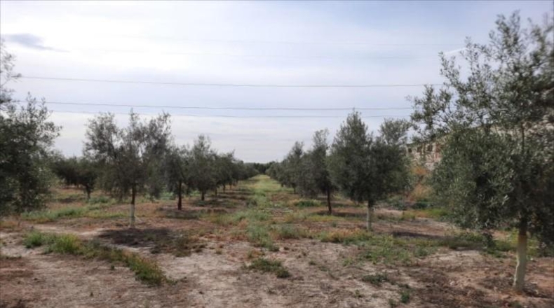 Córdoba - Lucena - 30000m2