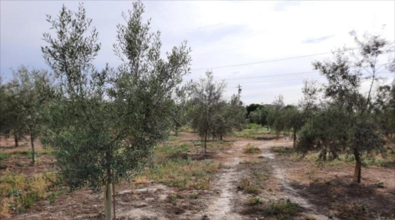 Córdoba - Lucena - 30000m2