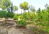 Xalet independent amb terreny en venda a la España, Sevilla, ref.: TR270797 foto