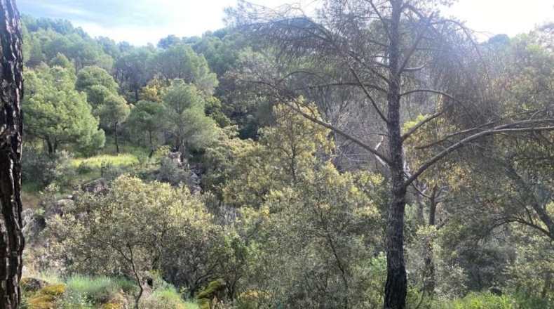 Avila - Cebreros - 3500m2