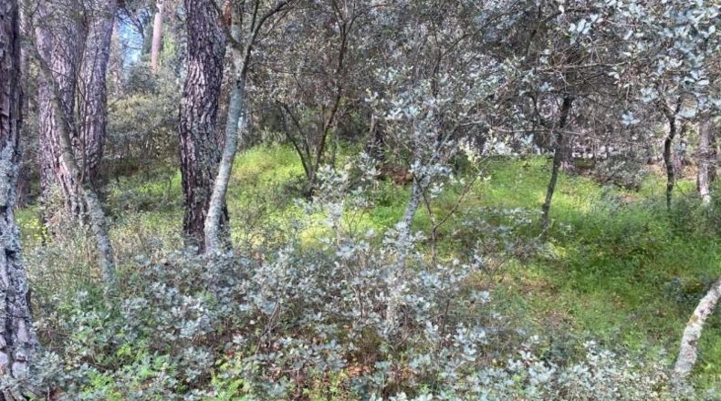 Avila - Cebreros - 3500m2