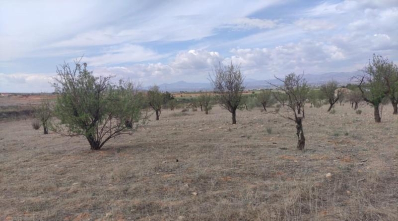 Мурсия - Lorca - 99800m2