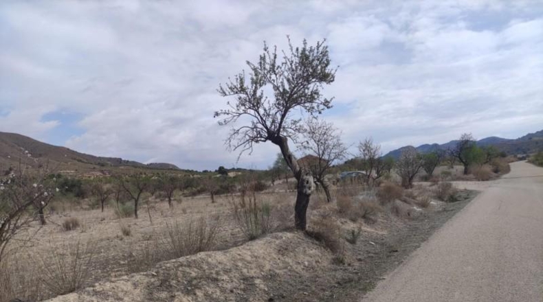 Мурсия - Lorca - 99800m2