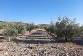 Lucena 37500&nbsp;m²