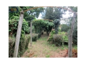 Casa de camp amb terreny en venda a la España, Vigo, ref.: TR196078 foto