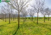 Non-developable land for sale on España, Padul, ref: TR243243 photo