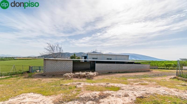 Granada - Padul - 13772m2