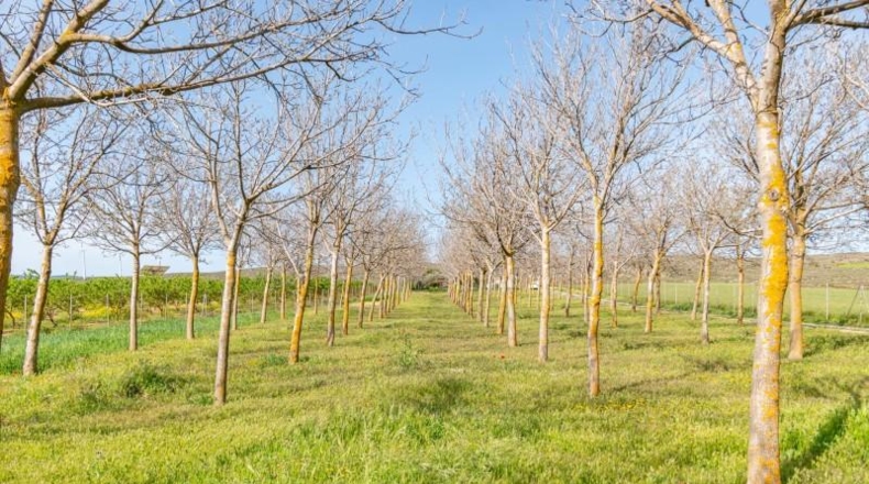 Granada - Padul - 13772m2