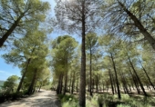 Chalet independiente con terreno en venta en la España, Calasparra, ref: TR361788 foto