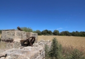 Land suitable for development for sale on España, Porreras, ref: TR115400 photo