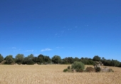 Land suitable for development for sale on España, Porreras, ref: TR115400 photo