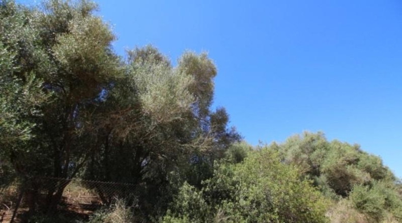 Balearic Islands - Porreras - 31000m2