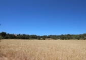 Land suitable for development for sale on España, Porreras, ref: TR115400 photo
