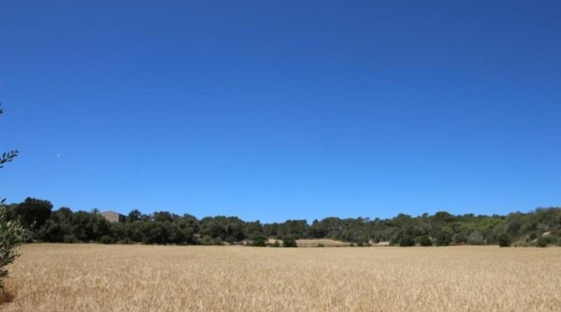 Balearic Islands - Porreras - 31000m2