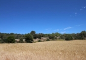 Land suitable for development for sale on España, Porreras, ref: TR115400 photo
