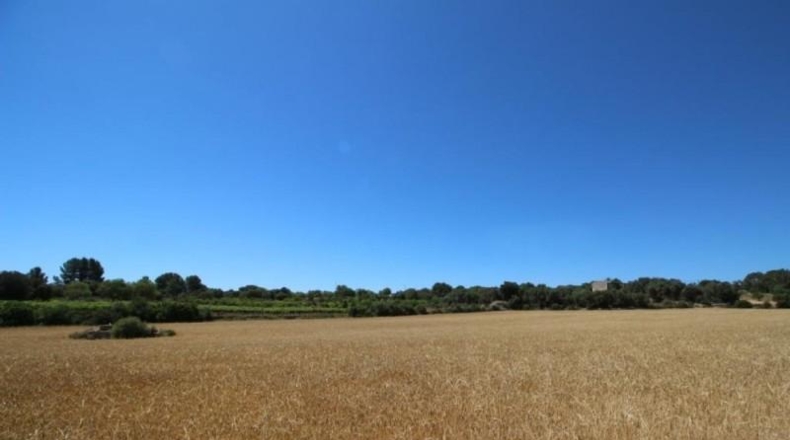 Balearic Islands - Porreras - 31000m2
