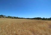 Land suitable for development for sale on España, Porreras, ref: TR115400 photo