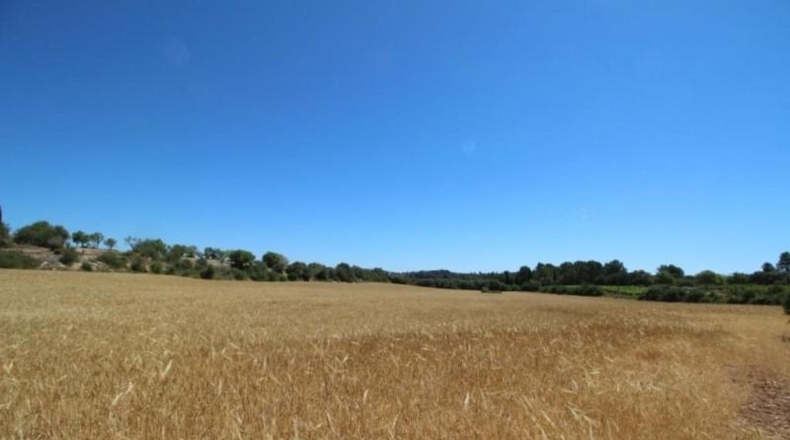 Balearic Islands - Porreras - 31000m2