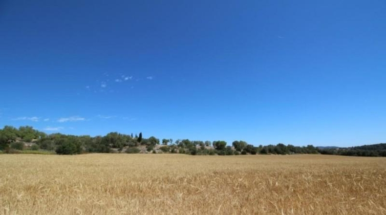 Balearic Islands - Porreras - 31000m2