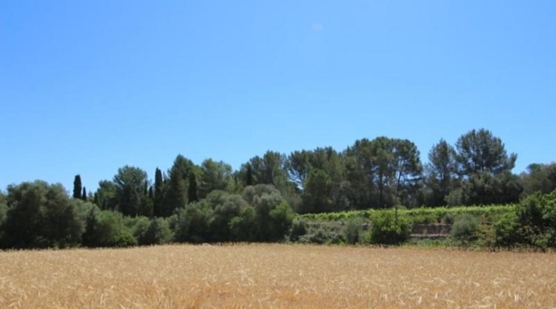 Balearic Islands - Porreras - 31000m2