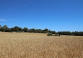 Land suitable for development for sale on España, Porreras, ref: TR115400 photo
