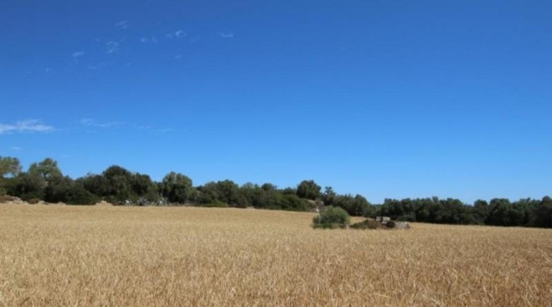 Balearic Islands - Porreras - 31000m2