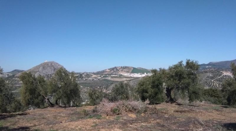 Seville - Pruna - 113238m2