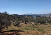 Terreny no urbanitzable en venda a la España, Pruna, ref.: TR114250 foto
