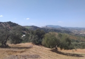 Terreny no urbanitzable en venda a la España, Pruna, ref.: TR114250 foto