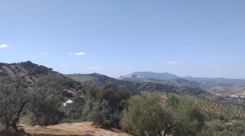 Seville - Pruna - 113238m2