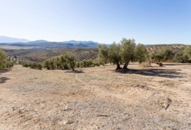 Campotéjar 133800&nbsp;m²