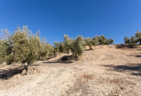 Campotéjar 133800&nbsp;m²