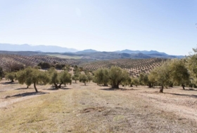 Campotéjar 133800&nbsp;m²